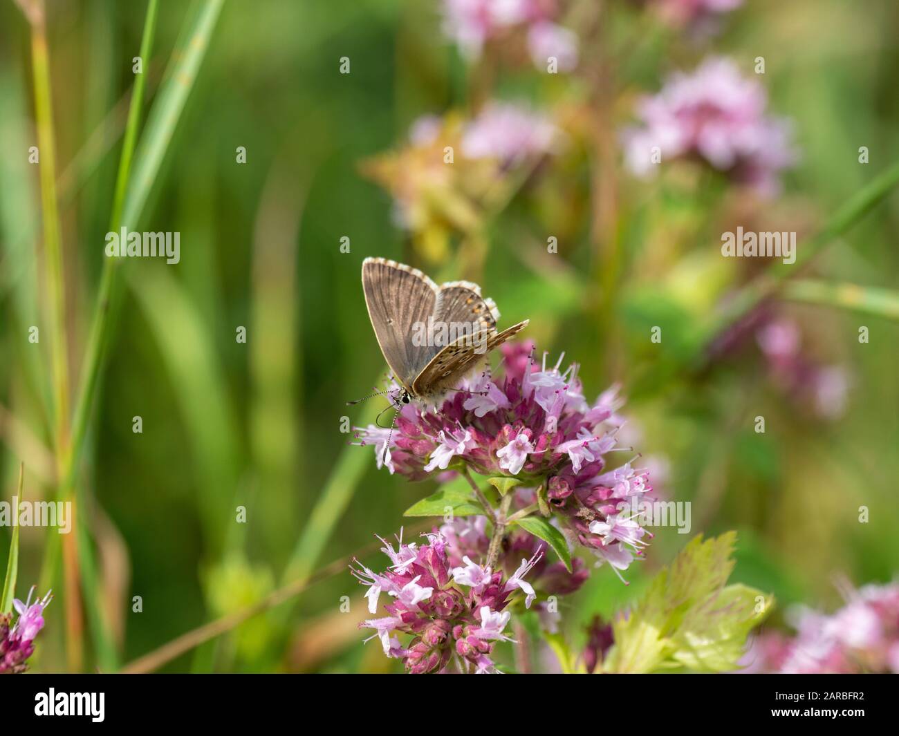 Donna Adonis Blue Butterfly (Polyommatus Bellargus) Su Marjoram Foto Stock