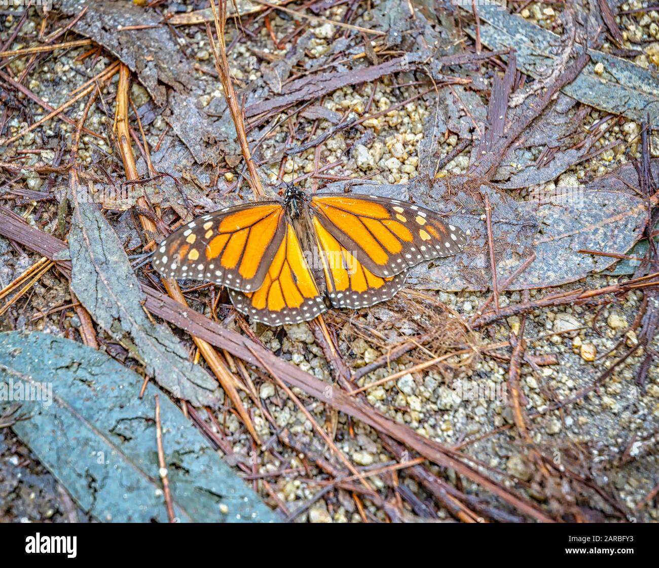 Un maschio Monarch Butterfly (Danaus plexippus), Pacific Grove, CA. Foto Stock