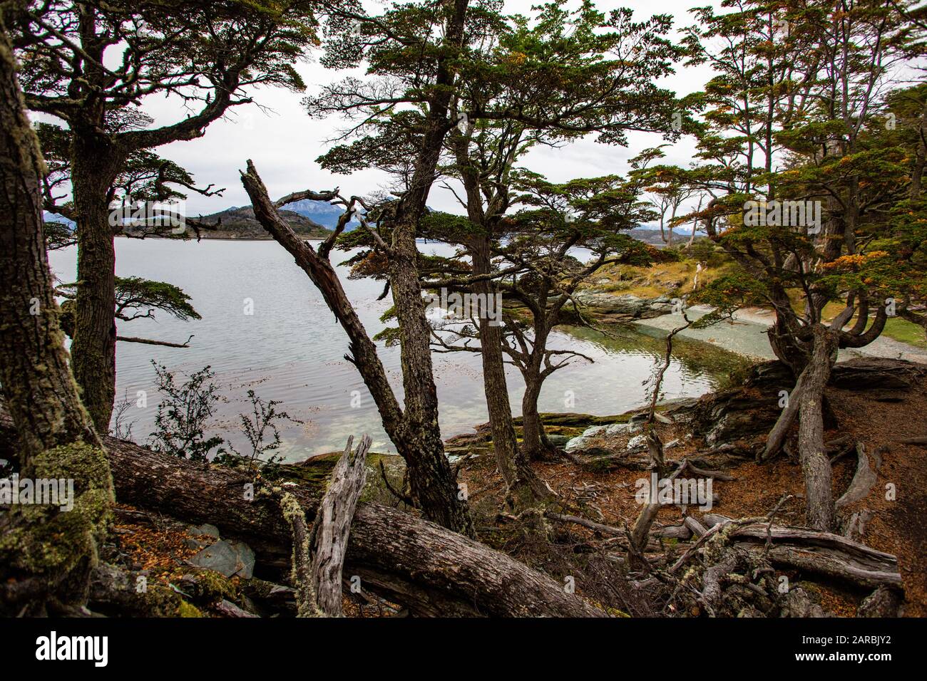 Sentiero Costiero, Parco Nazionale Della Terra Del Fuoco, Ushuaia, Argentina Foto Stock