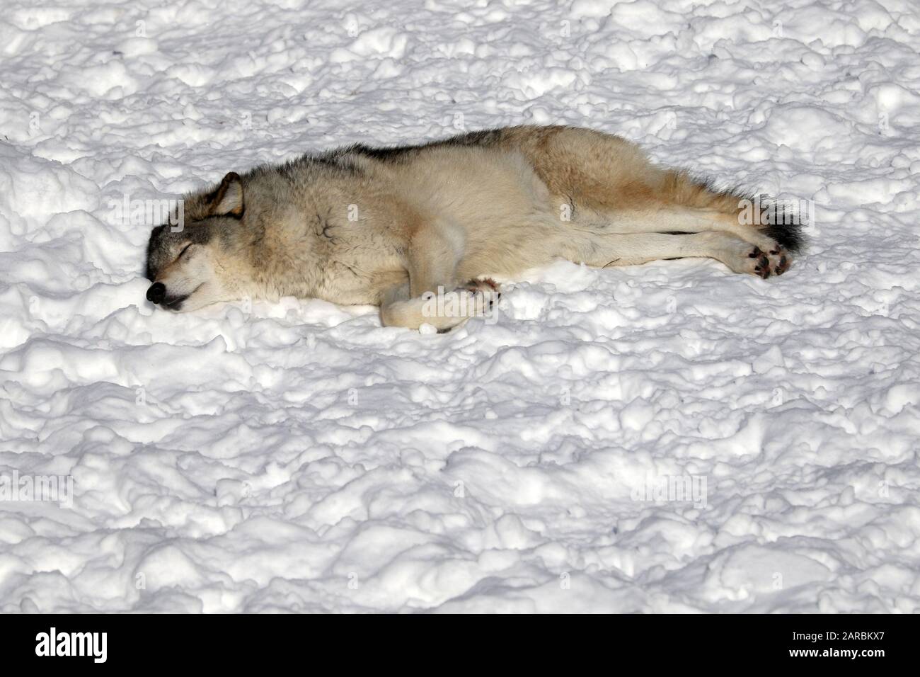 Canus Lupus Lupus Lupus Lupo In Legno Wolves Foto Stock