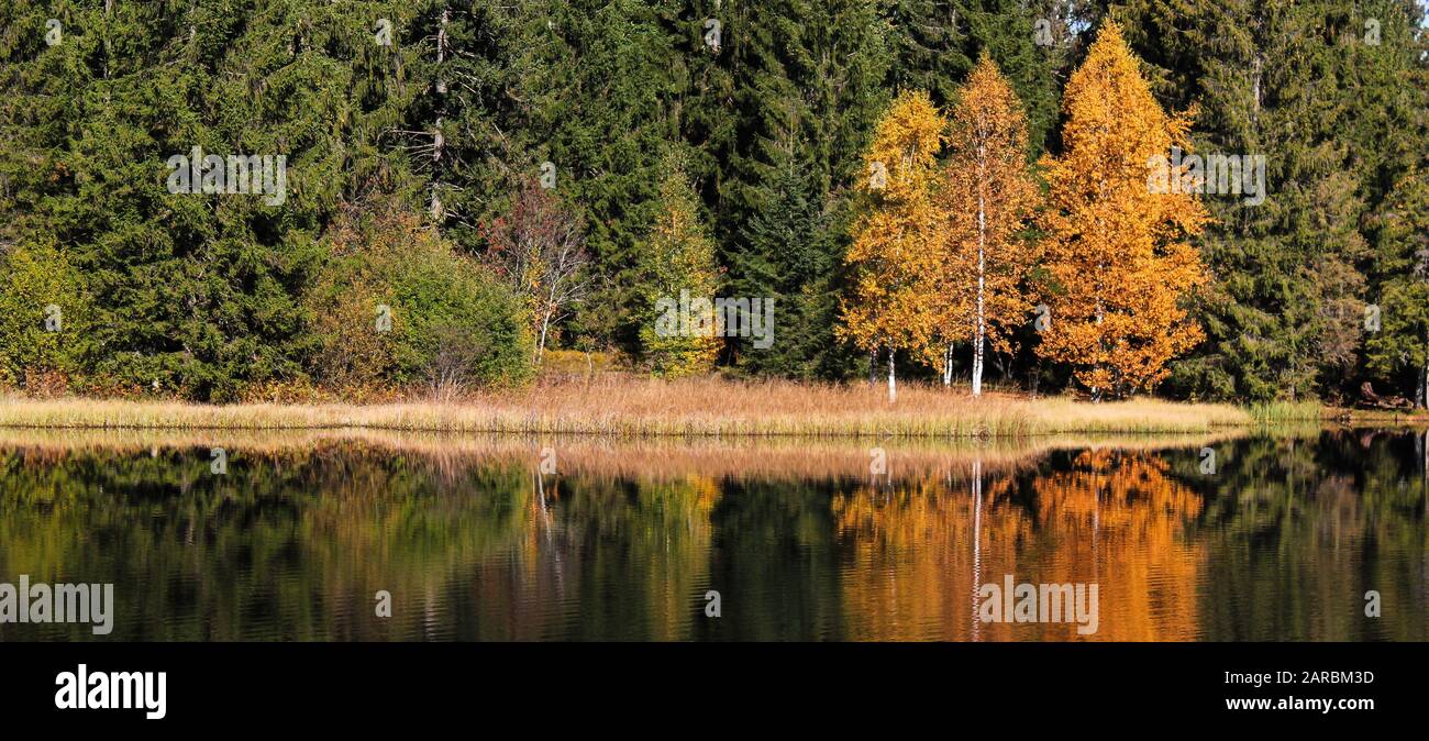 colorati alberi d'autunno sulla riva di un lago Foto Stock