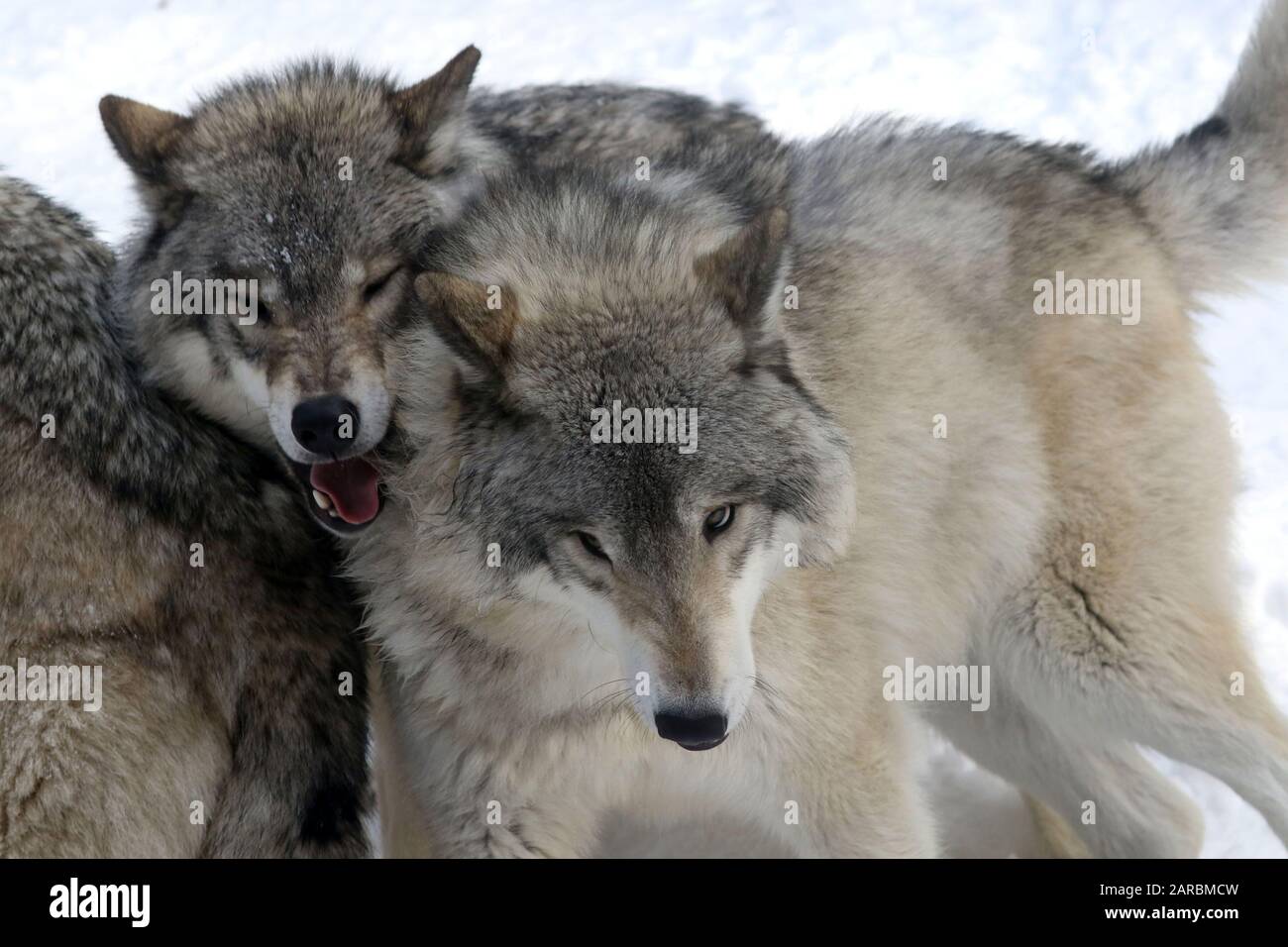 Lupi grigi nella neve Foto Stock