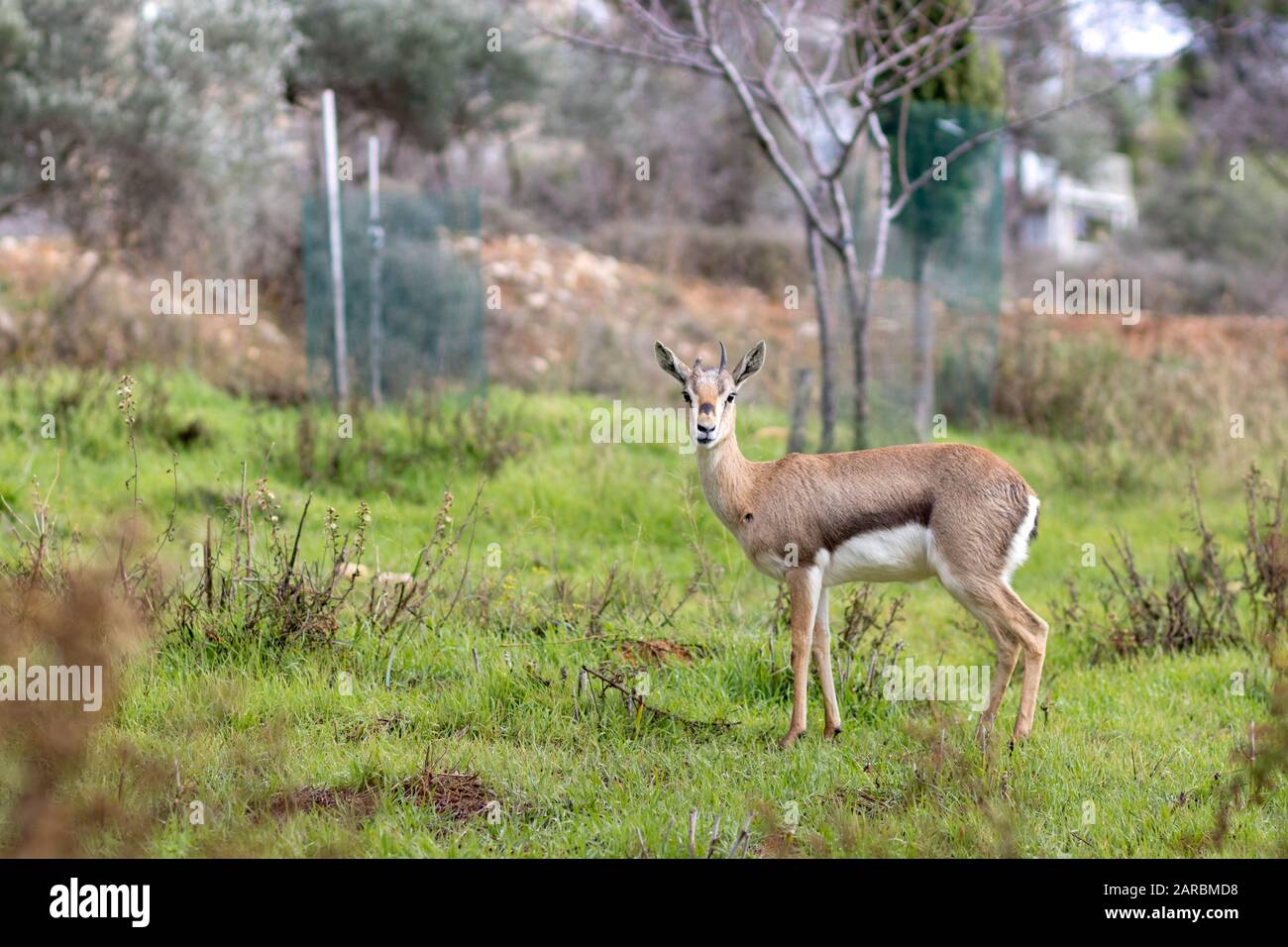 La Palestina, il cervo israeliano, cammina nell'erba verde con fiori d'inverno, isolati da uno sfondo sfocato. Jerusalem Forest, È Foto Stock