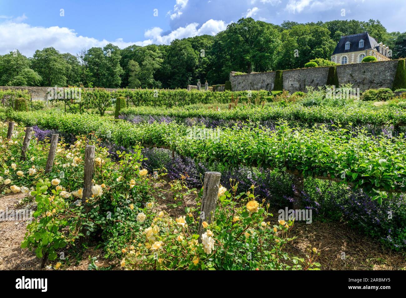 Francia, Indre et Loire, Chancay, Chateau de Valmer giardini, l'orto, collezione di varietà di uva bianca della Valle della Loira e rose Foto Stock