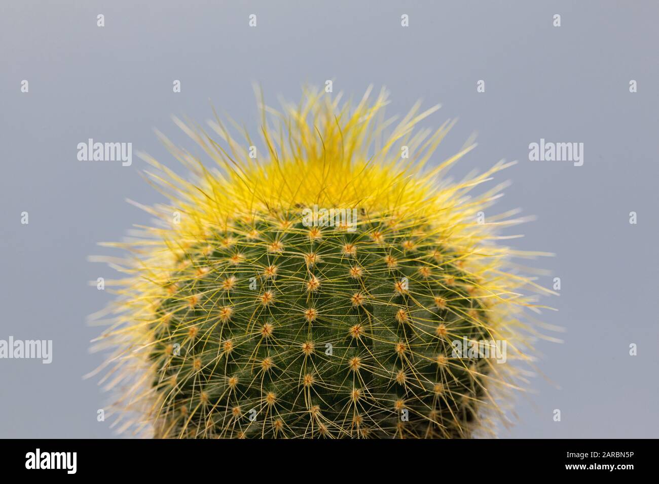 cactus con spine gialle sullo sfondo grigio Foto Stock