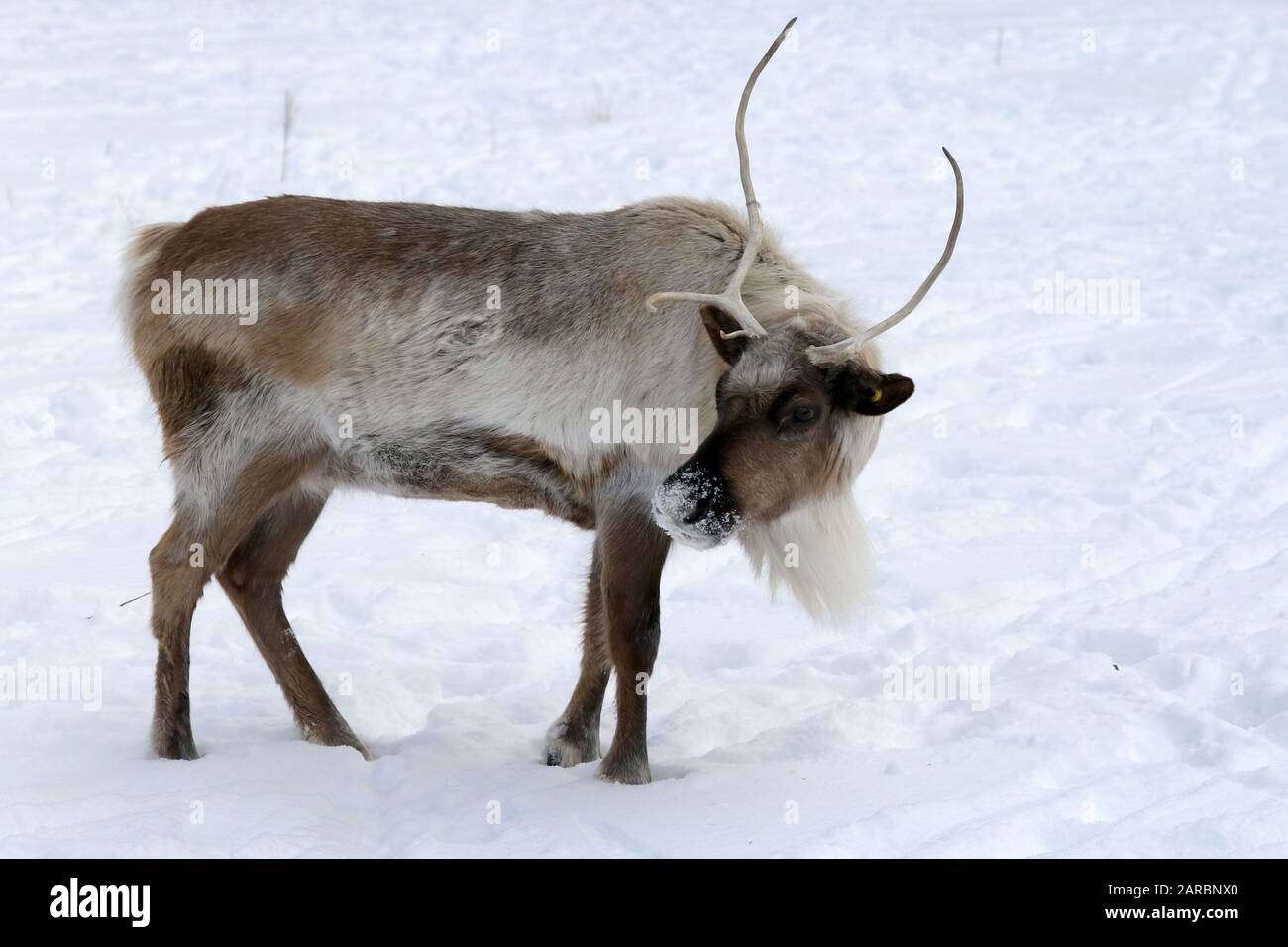 Caribou in pascolo invernale Foto Stock