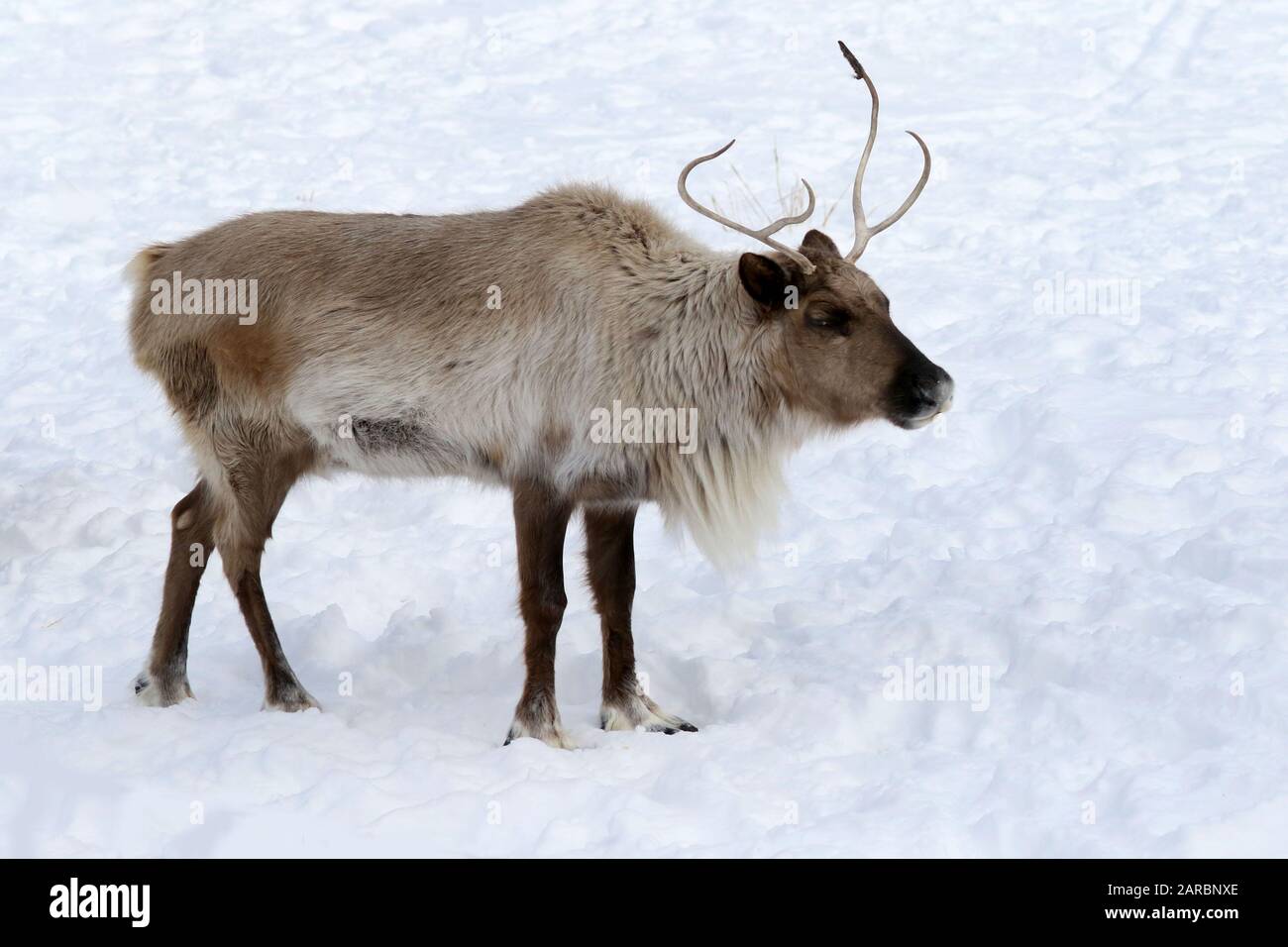 Caribou in pascolo invernale Foto Stock