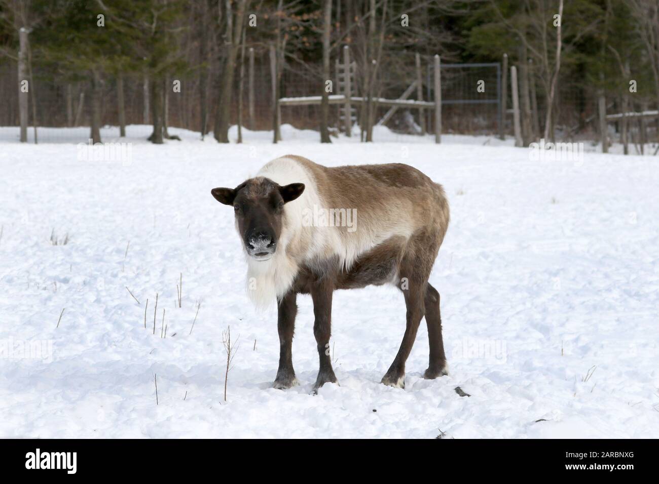 Caribou in pascolo invernale Foto Stock