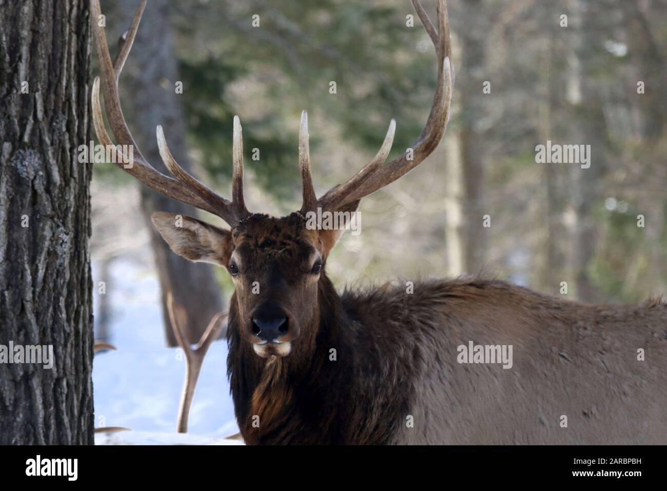 Elk nella foresta invernale maschi e femmine Foto Stock