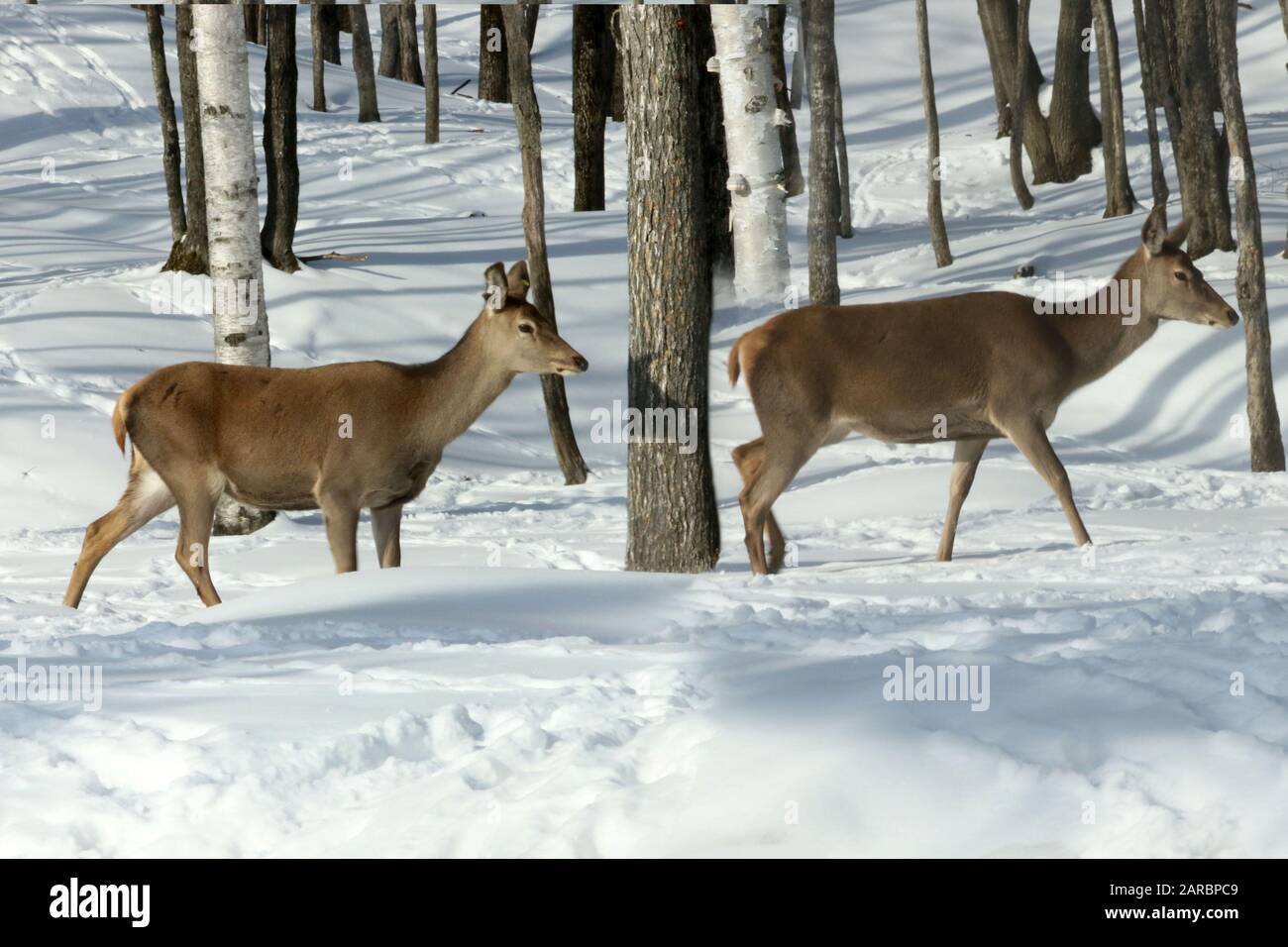 Cervi dalla coda bianca nella foresta invernale Foto Stock