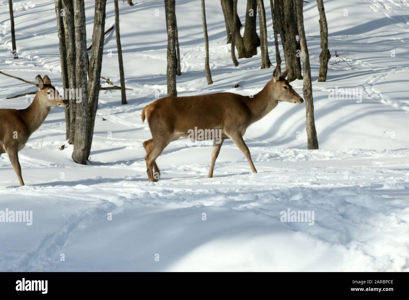 Cervi dalla coda bianca nella foresta invernale Foto Stock