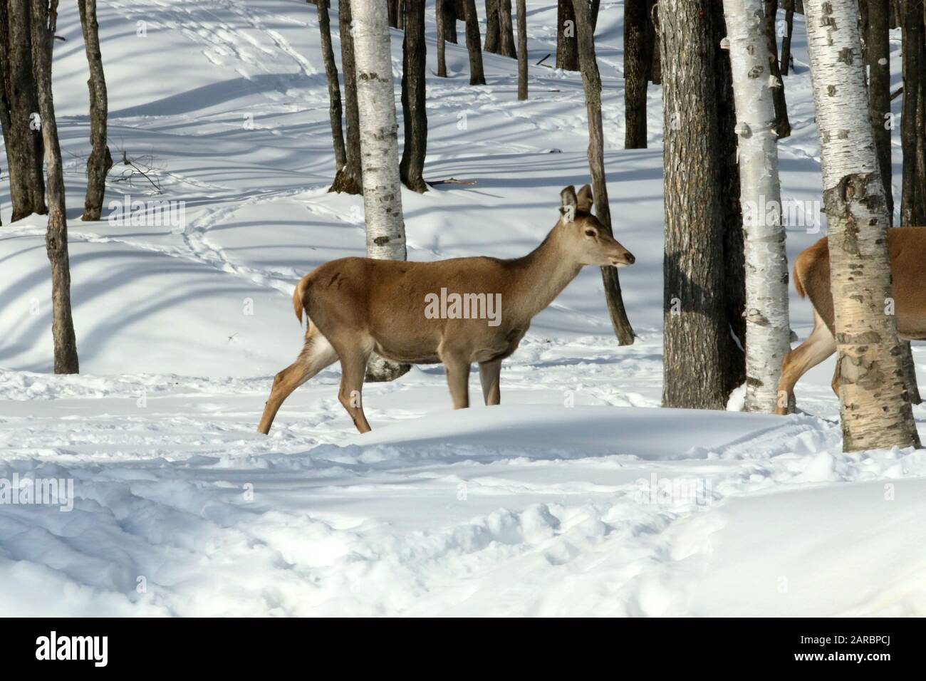 Cervi dalla coda bianca nella foresta invernale Foto Stock