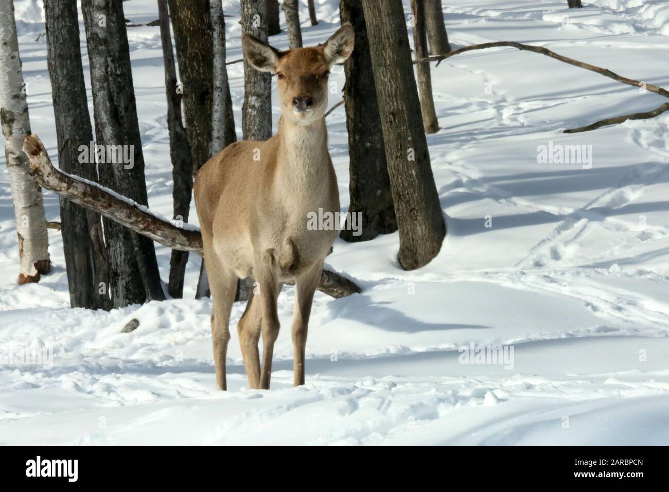 Cervi dalla coda bianca nella foresta invernale Foto Stock