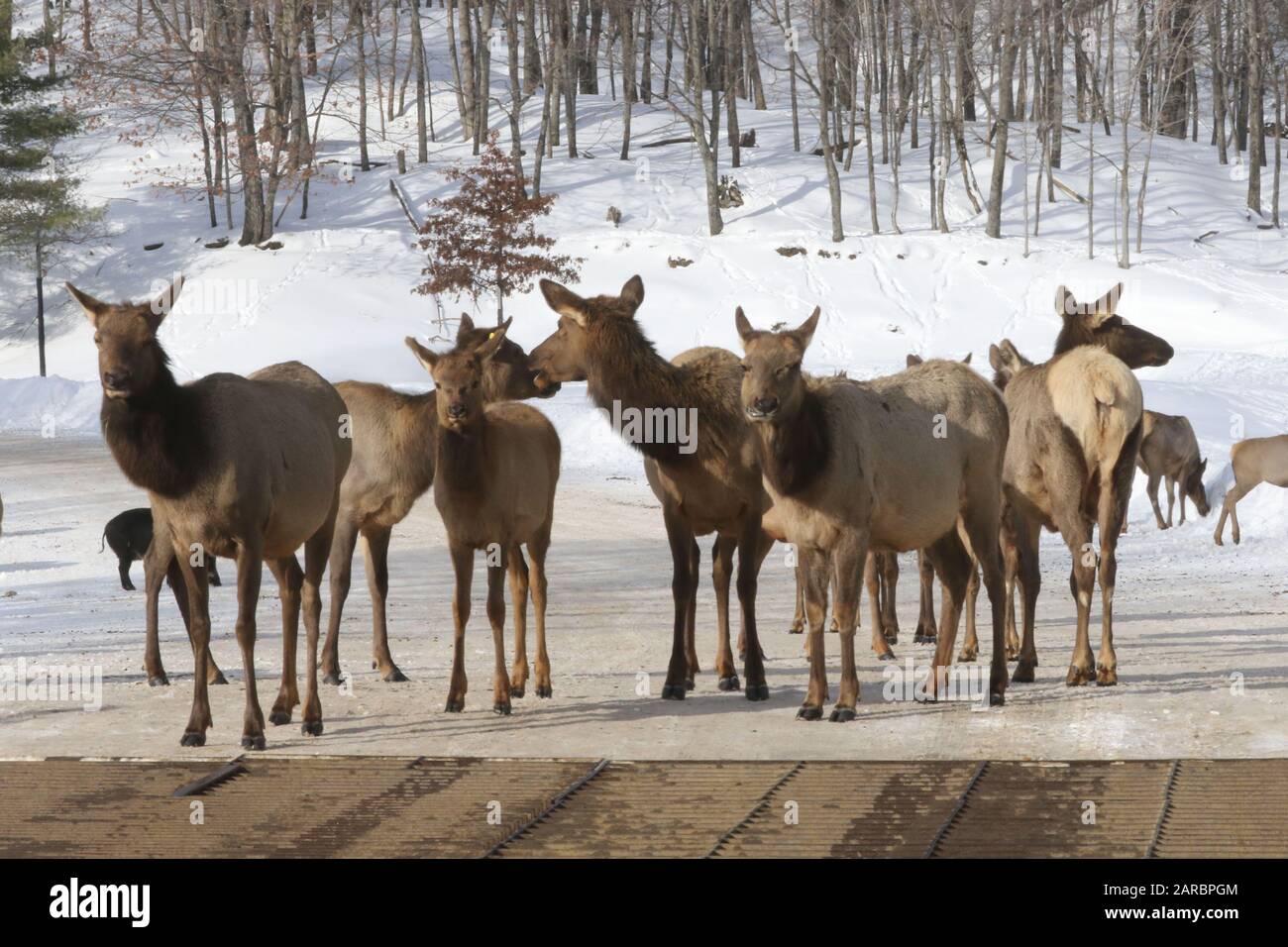 Elk nella foresta invernale maschi e femmine Foto Stock