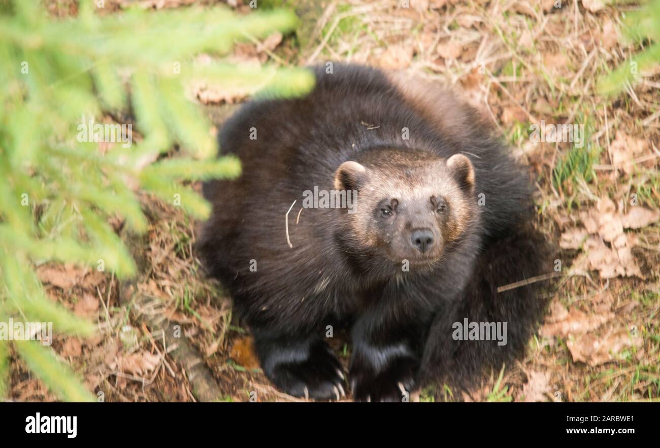 Wolverine Foto Stock