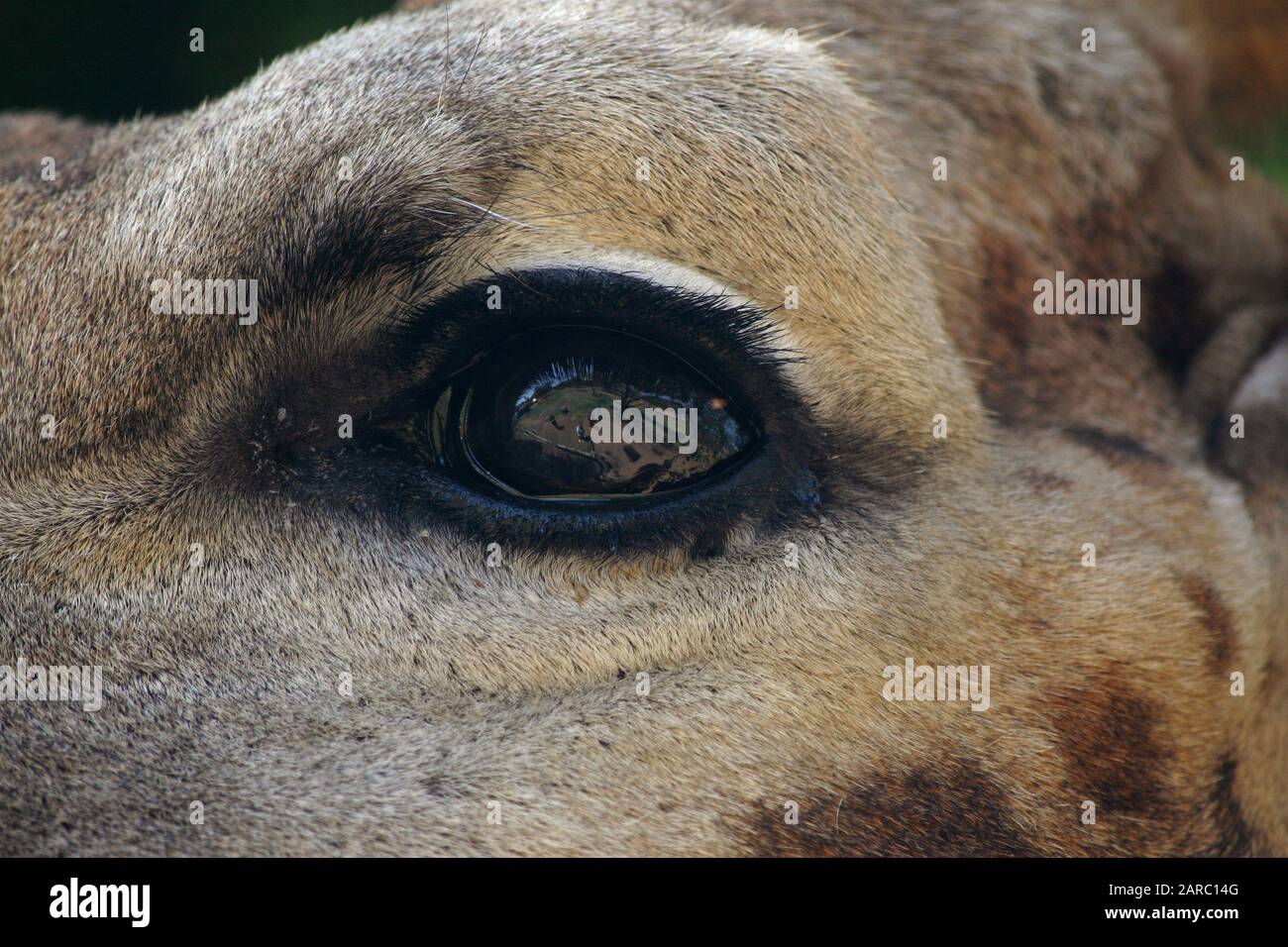 Primo piano di giraffe eye, Lion & Safari Park, Gauteng, Sud Africa. Foto Stock