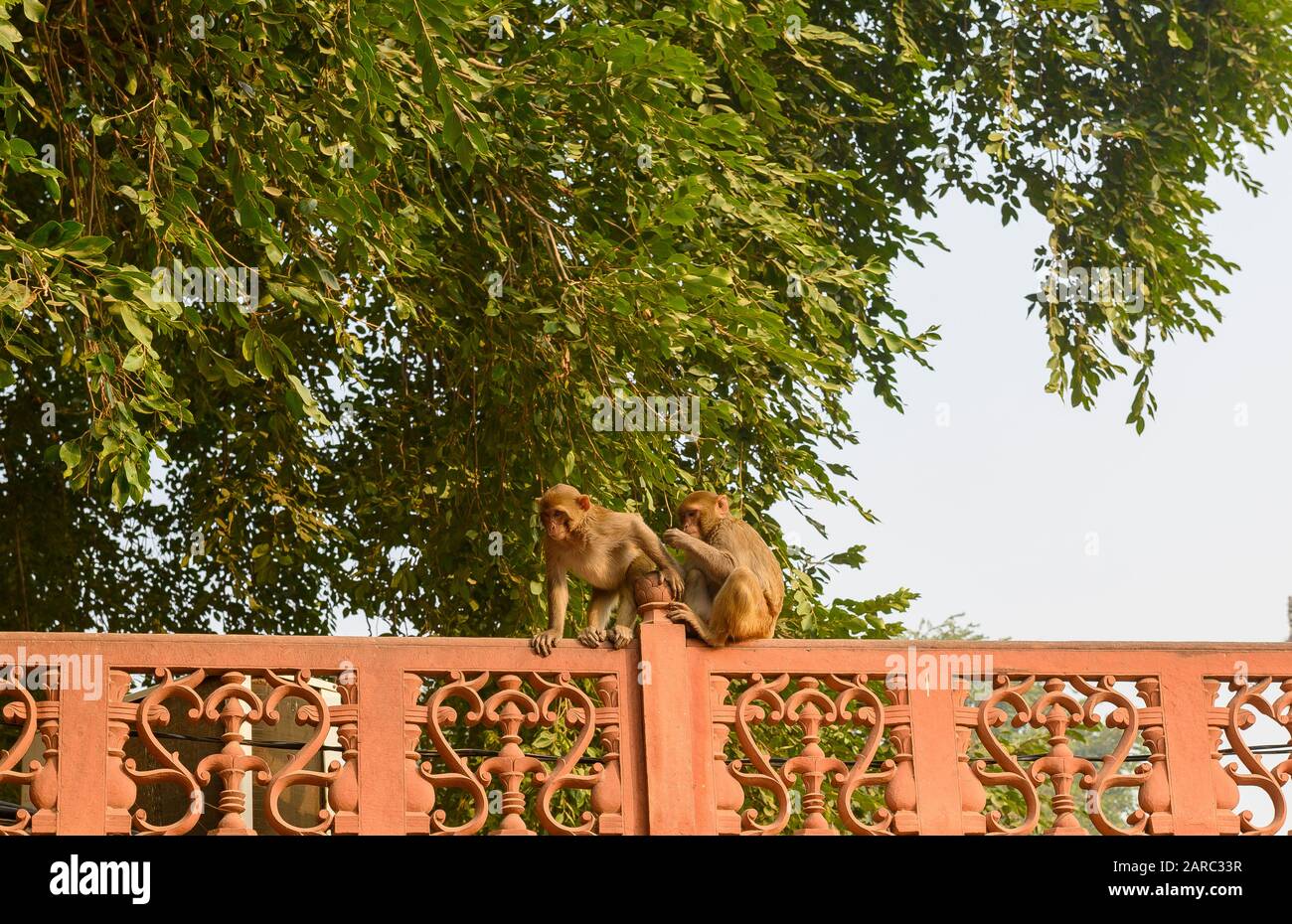 Macaco Rhesus monkey Foto Stock