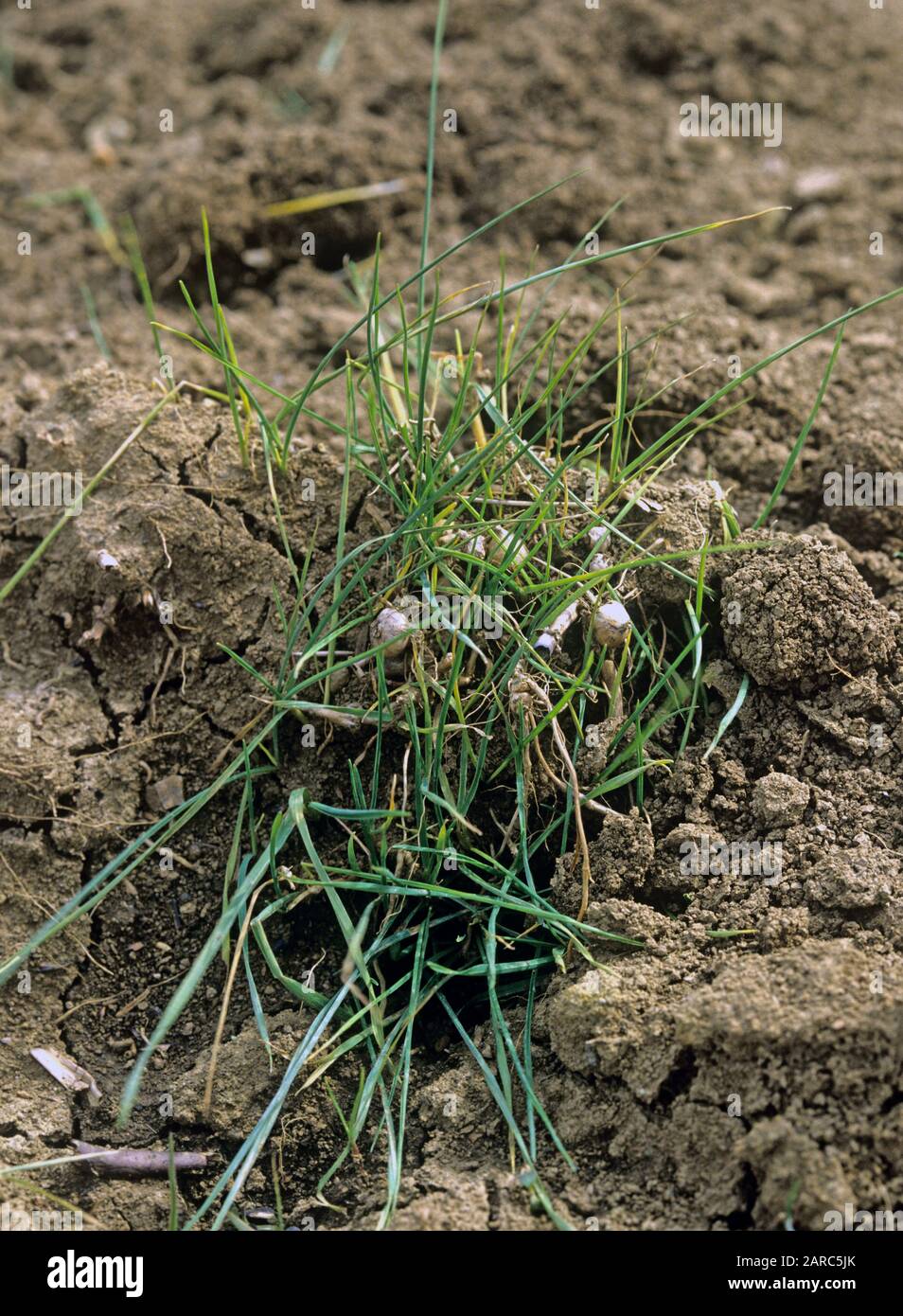 Lettino di cipolla o falso erba di avena (Arrhenatherum elatius) erba erbaccia culms sparso sul suolo dopo rotovation Foto Stock