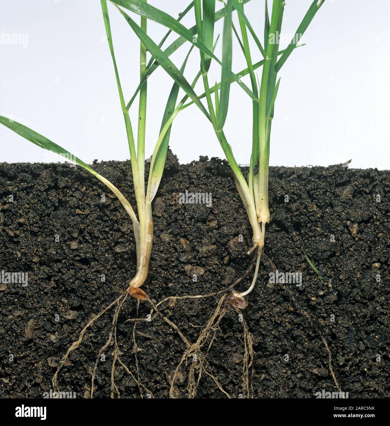 Due piante di grano stadio di crescita 21 che mostrano uno con internodo sub-corona lungo e un altro senza internodo Foto Stock