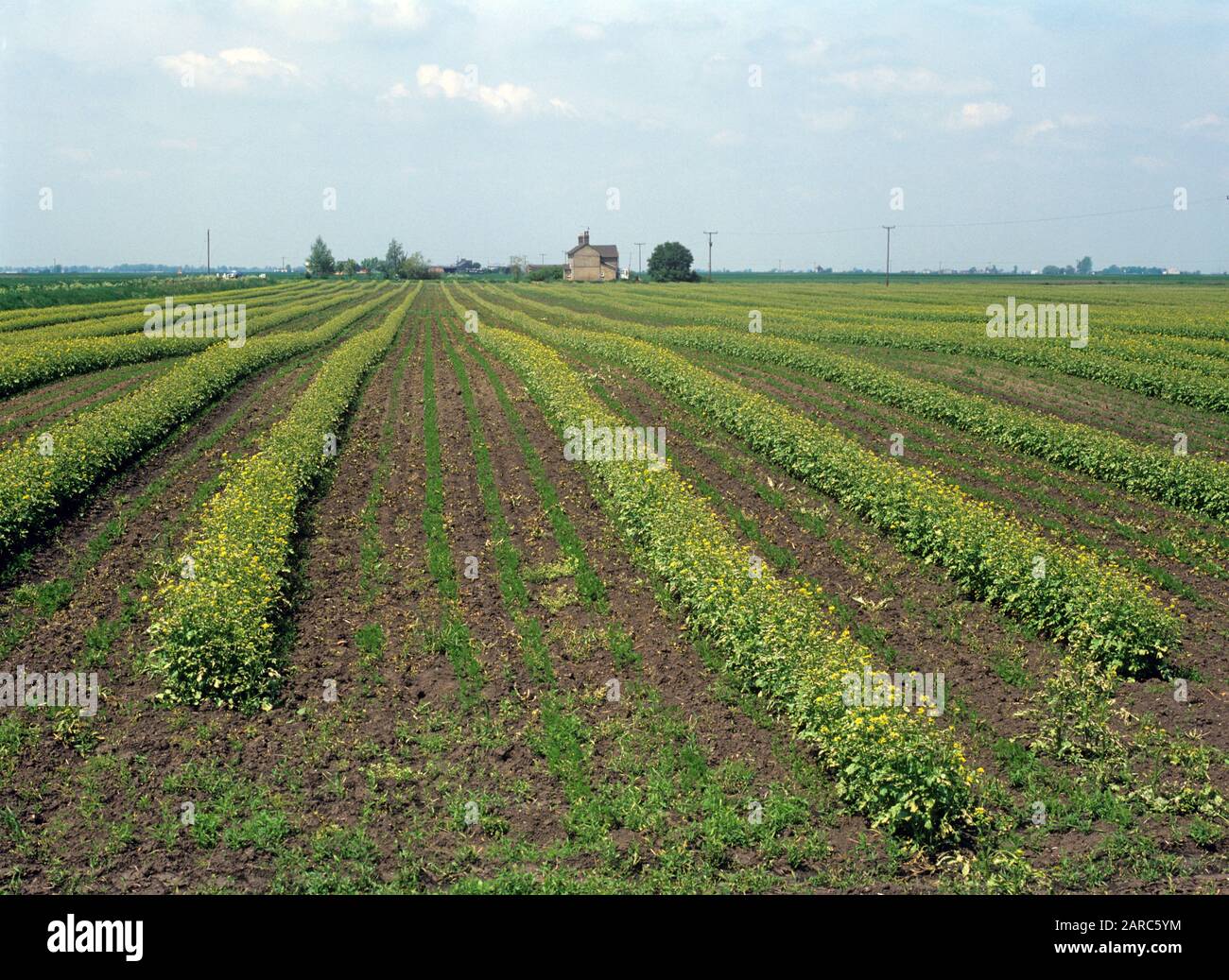 Un raccolto di mostarda di letame verde utilizzato come frangivento e per la protezione contro l'erosione del suolo in un raccolto di carote di fenland, Cambridgeshire, Foto Stock