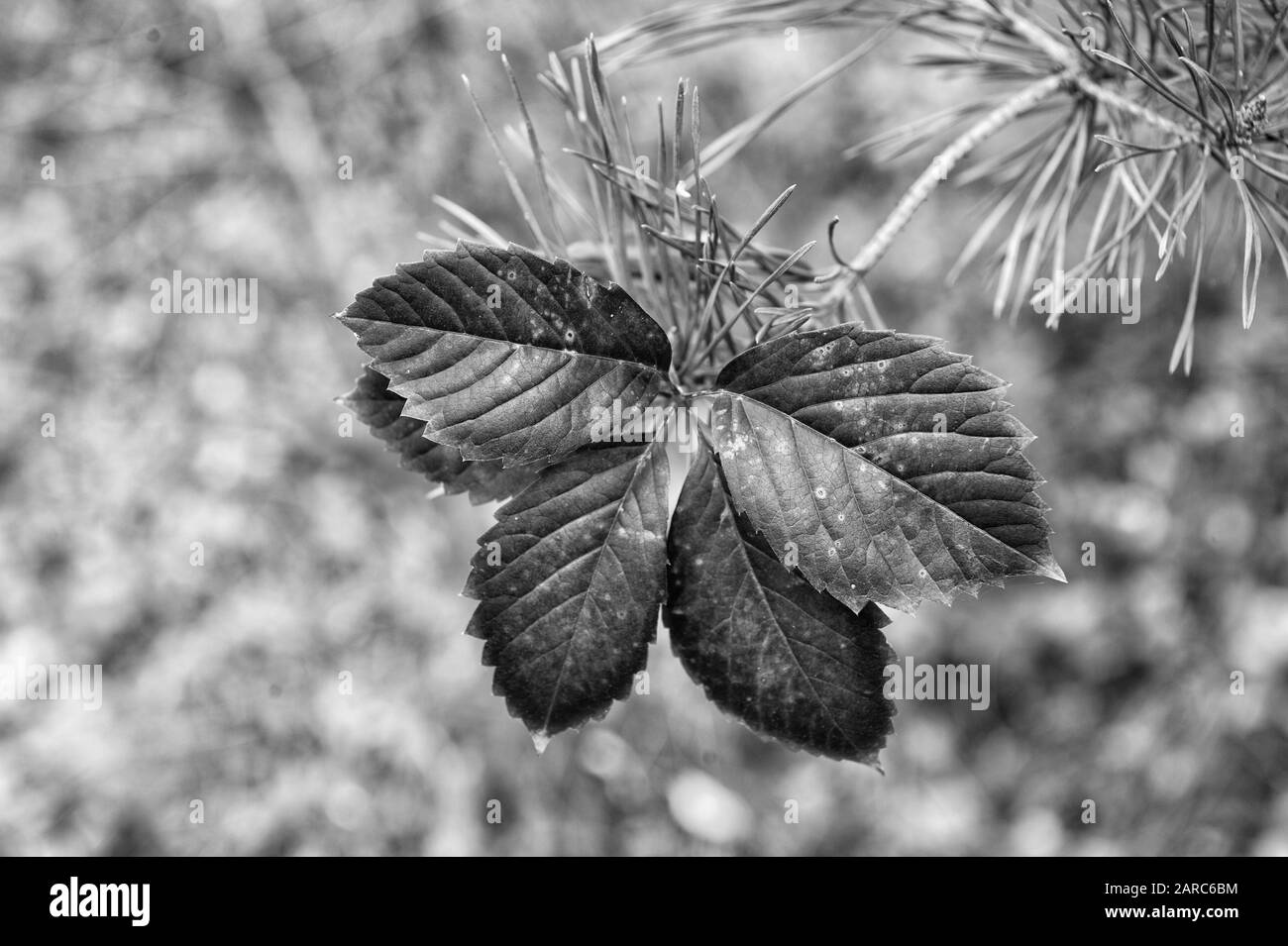 L'autunno è già qui. Foglie vibranti close up. Sfondo autunnale. Foglie di diramazione. Motivo floreale design. Brillante stagione di caduta. Addio settembre. Perché lascia cambiare colore. Red leaf. Foto Stock