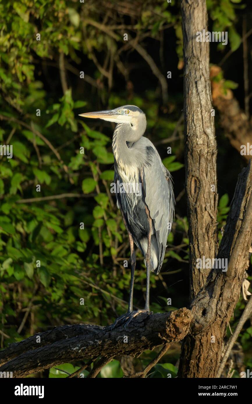 USA; Deep South; Louisiana, Atchafalaya Basin, Great Blue Heron Foto Stock