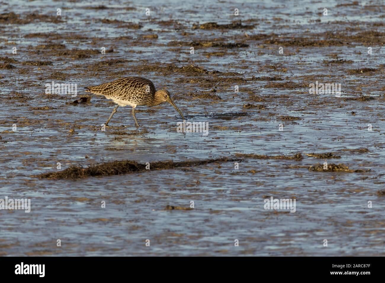 Curlew Numeius arquata, grande wader, lunga fattura downcurved e lunghe gambe grigio grigio grigio marrone piumaggio paler striato e macchiato sottoparti pallido pancia Foto Stock