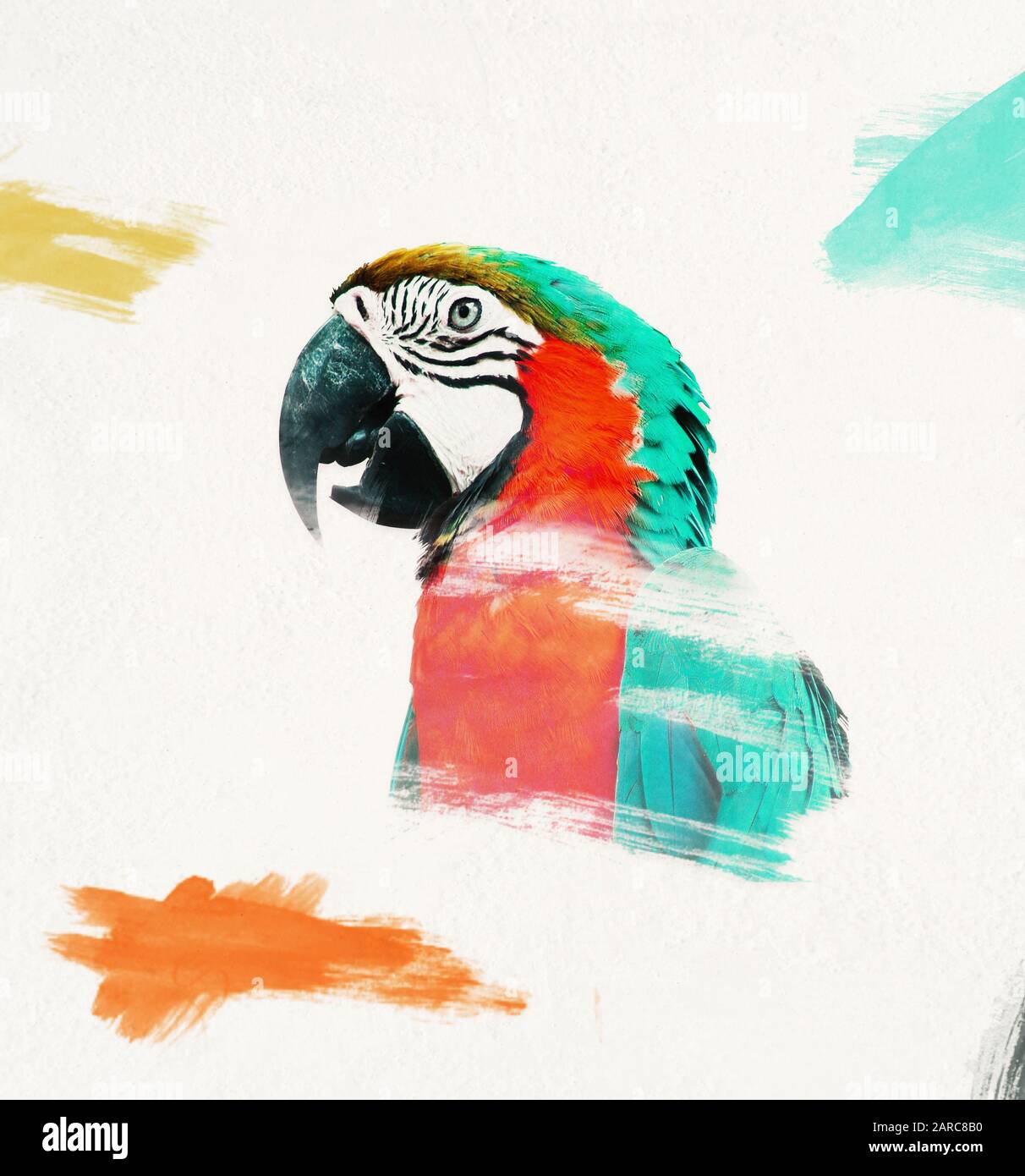 Il disegno incompiuto di un pappagallo, disegno in corso Foto Stock