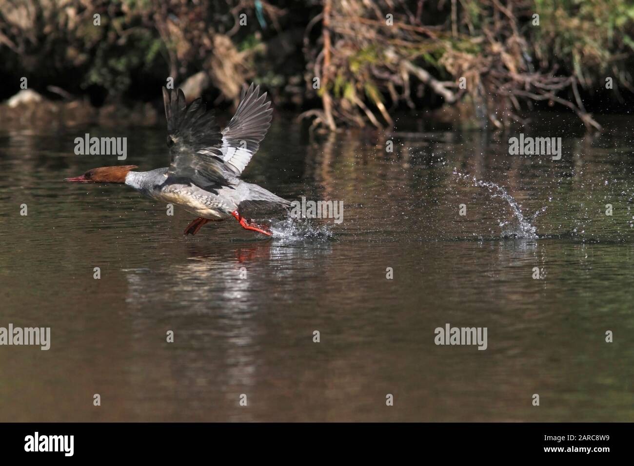 Goosander (Mergus merganser) che corre sulla superficie del fiume per decollare, Scozia, Regno Unito. Foto Stock