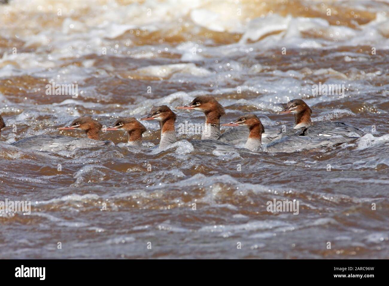 Goosander, Scozia, Regno Unito. Foto Stock