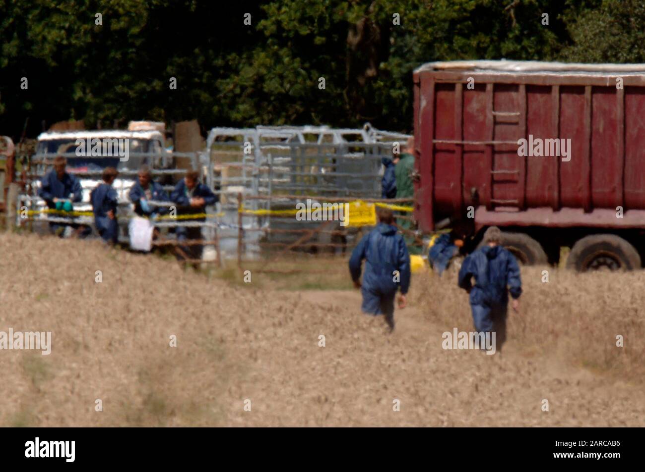 Bestiame morto rimosso da DEFRA da una fattoria in Normandia nel Surrey, scenario di seconda epidemia di afta epizootica nel 2007. Foto Stock