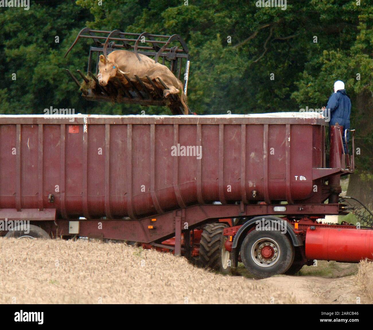 Bestiame morto rimosso da DEFRA da una fattoria in Normandia nel Surrey, scenario di seconda epidemia di afta epizootica nel 2007. Foto Stock
