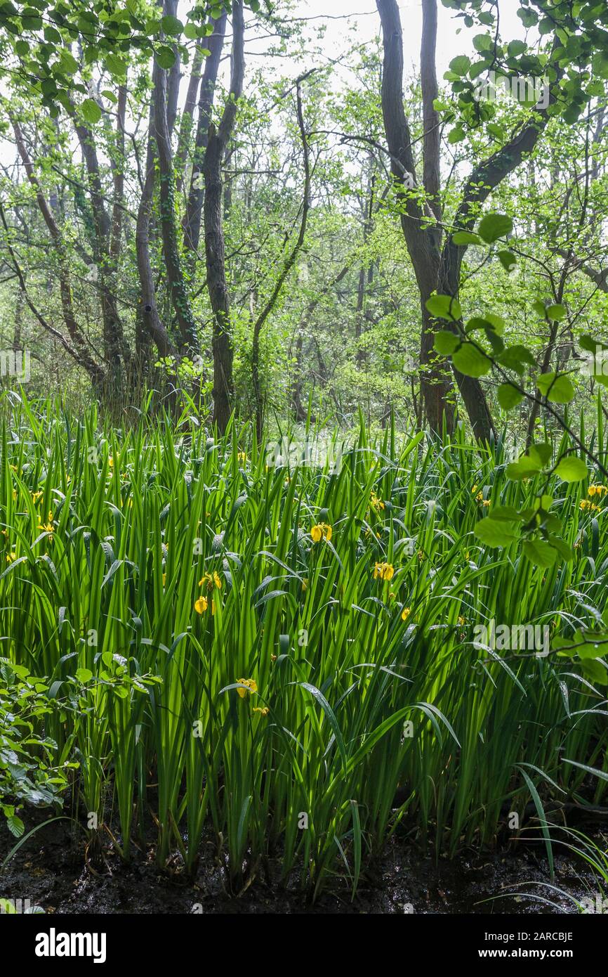 Iris pseudacorus (bandiera gialla) cresce in una palude, Alver Valley Country Park, Gosport, Hampshire, Regno Unito Foto Stock