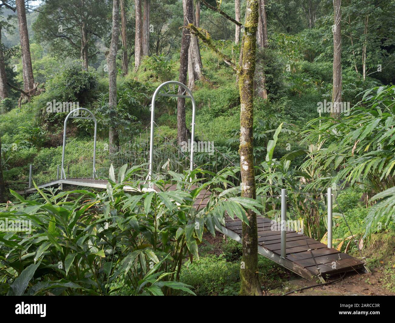 Ponte pedonale sul ruscello tra gli alberi nella foresta pluviale in Hotel resort a Munnar, Kerala, India del Sud Foto Stock