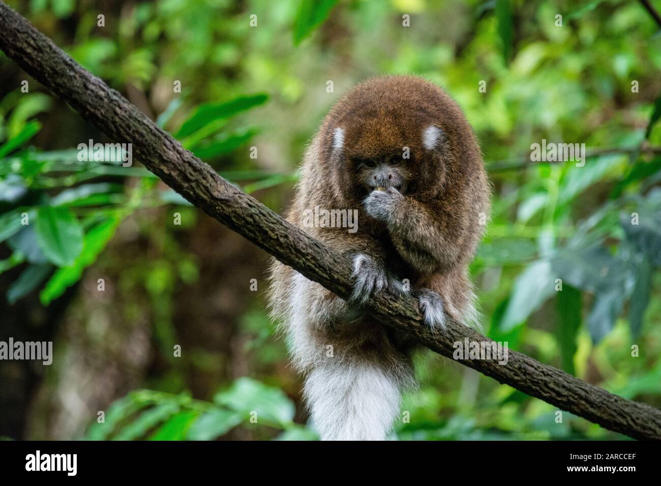 Cute Callicebus scimmia seduta su un ramo di albero con un sfondo sfocato Foto Stock