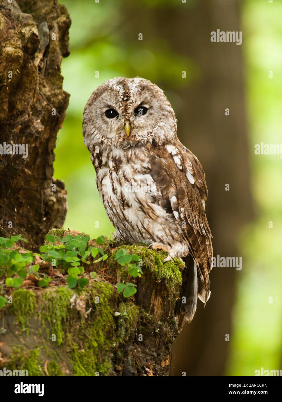 Giovane gufo tawny nella foresta - Strix aluco Foto Stock