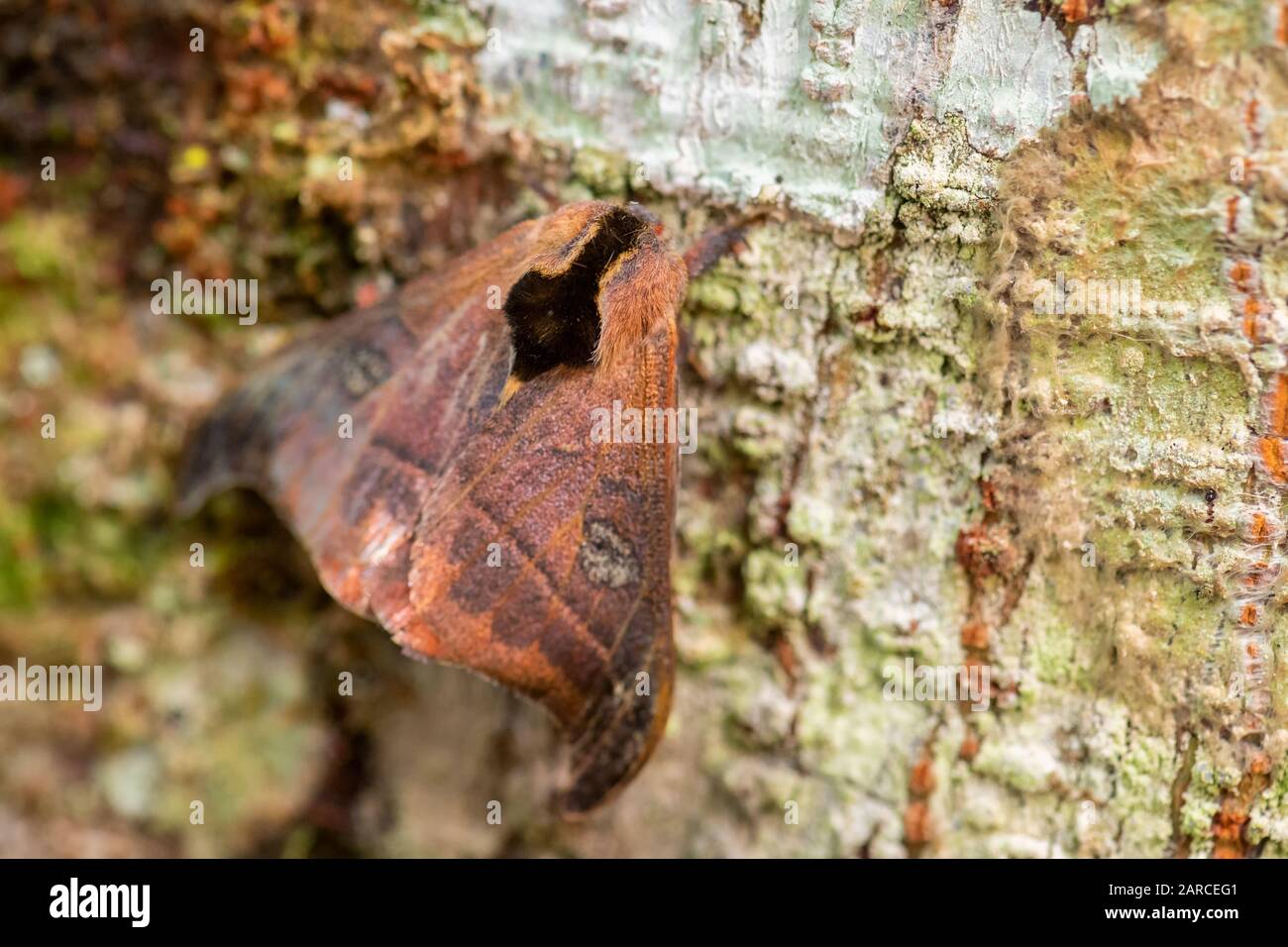 Peacock Silkmoth - Automeris amanda, grande e bella falena dalle foreste del Sud America, versante andino orientale, Wild Sumaco Lodge, Ecuador. Foto Stock
