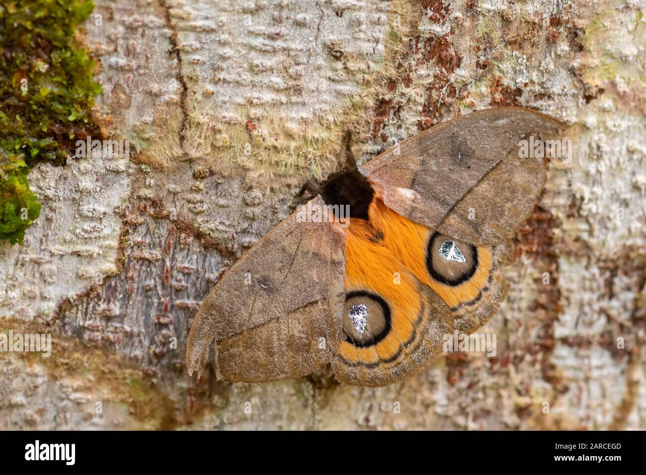 Peacock Silkmoth - Automeris amanda, grande e bella falena dalle foreste del Sud America, versante andino orientale, Wild Sumaco Lodge, Ecuador. Foto Stock