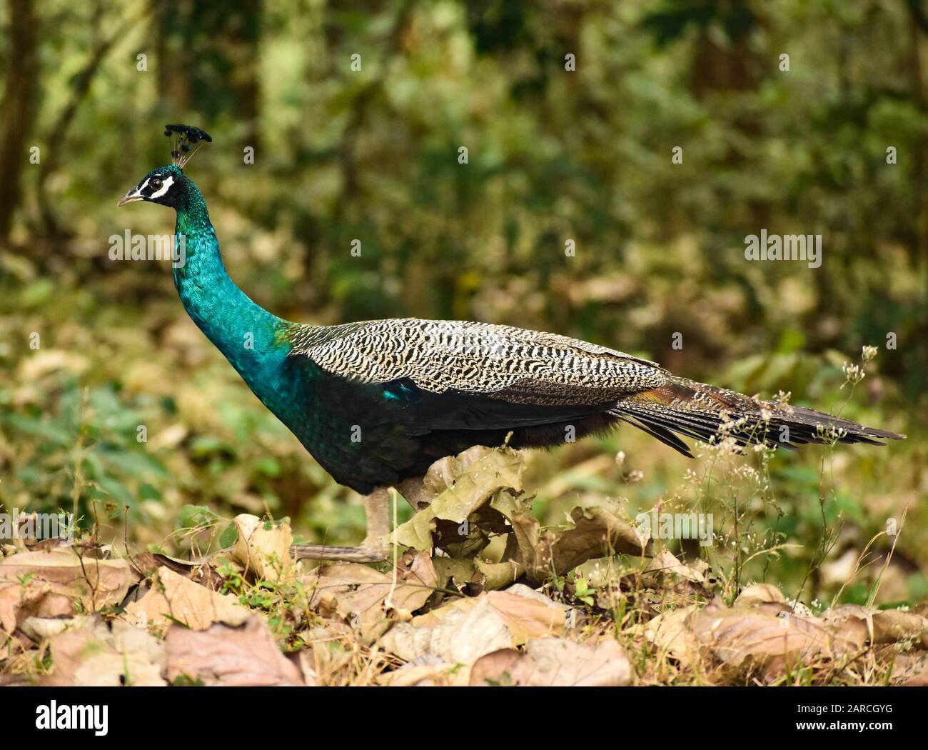Primo piano di splendido uccello colorato pavone nella foresta profonda Foto Stock