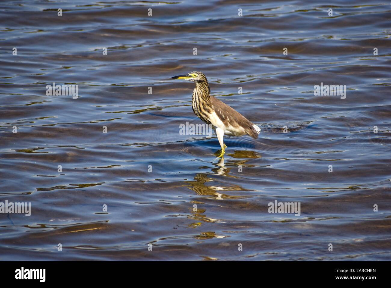 Heron indiano stagno nelle acque del lago in condizioni di sole brillante Foto Stock