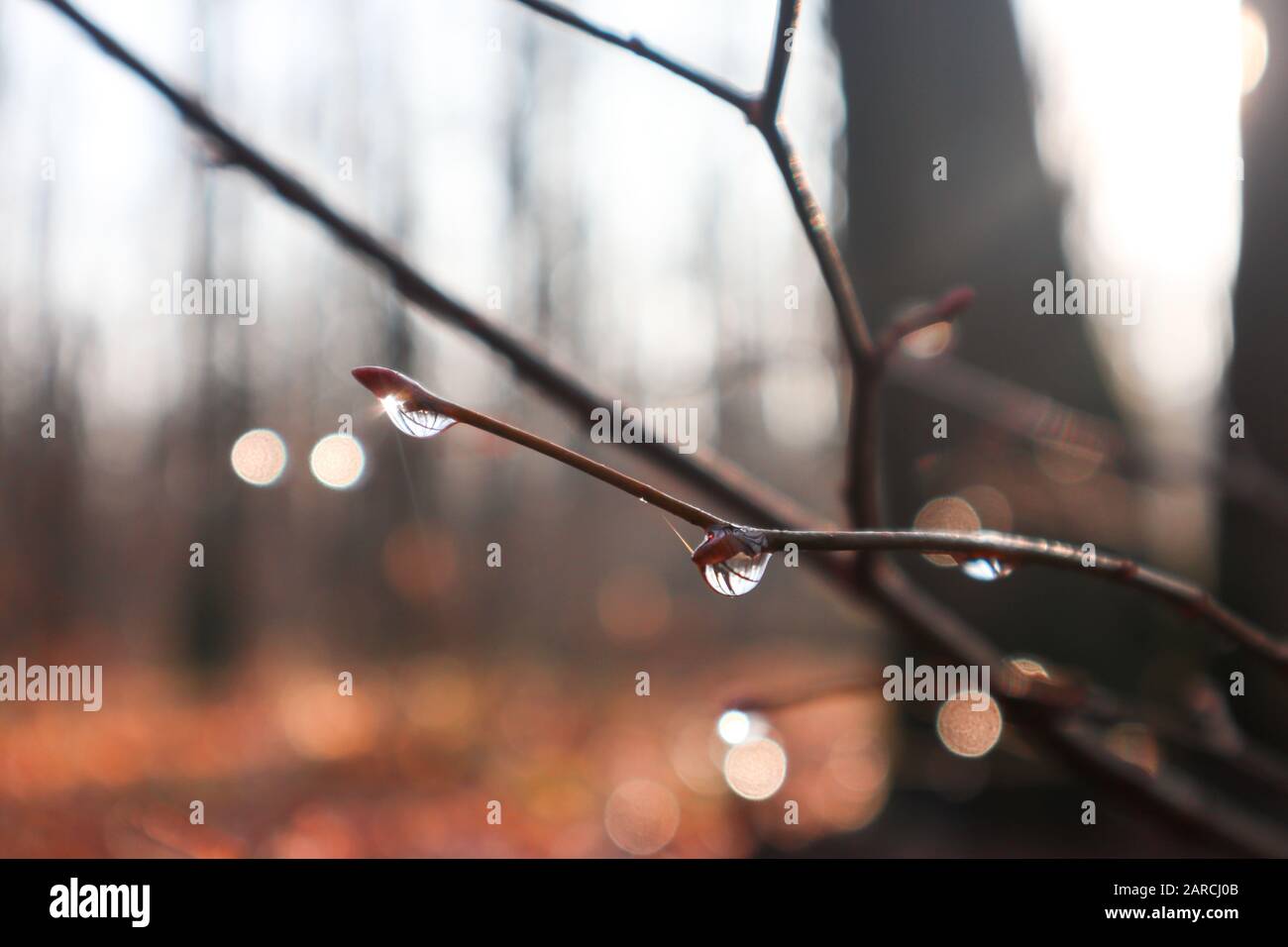 Gocce d'acqua su un piccolo ramo nella foresta primavera che arriva, l'inverno finisce. Luce raggi bagliore e riflessione natura primo piano macro sfocato sfondo bellezza, unf Foto Stock