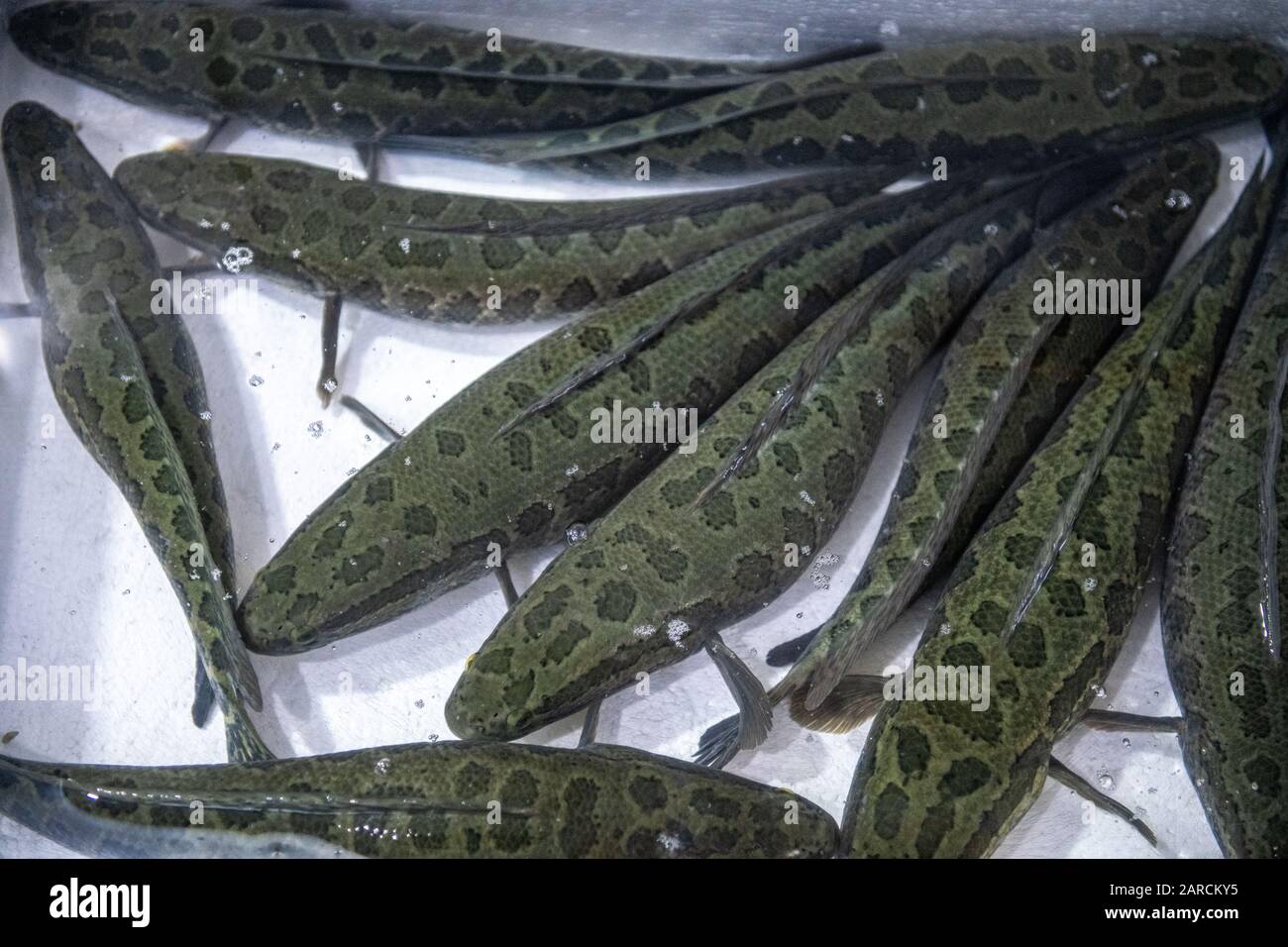 Shanghai, Cina, 26th Jan 2020, Living Moray Eels in vendita sul mercato del pesce Foto Stock