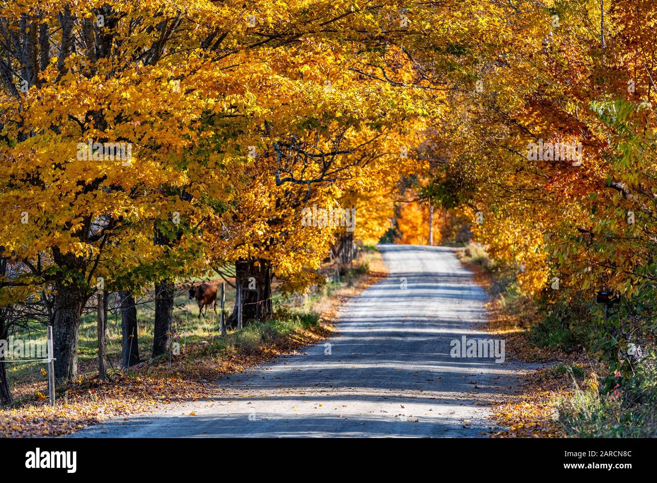 Colorata strada di campagna sterrata. Foto Stock