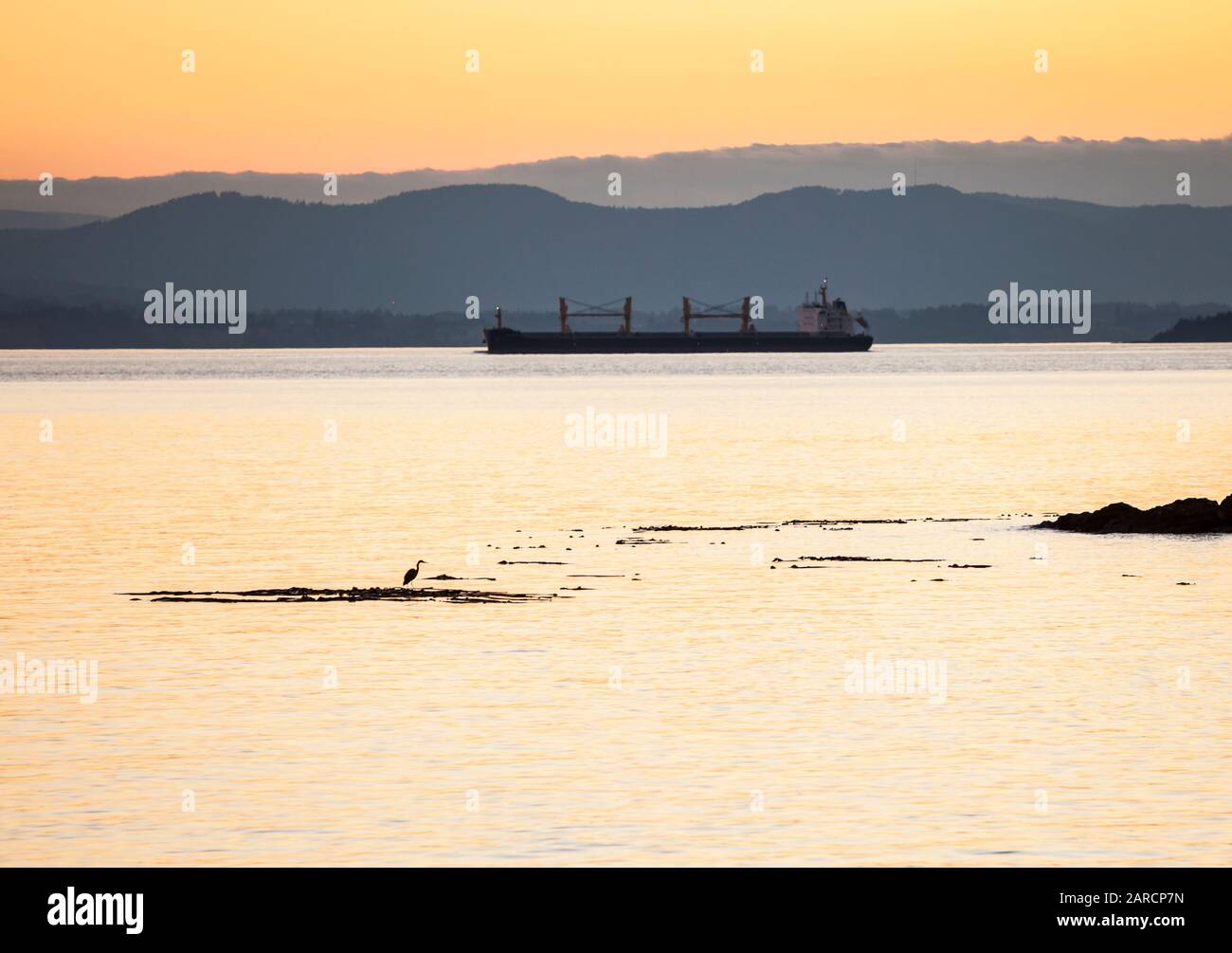 Un Great Blue Heron su un letto di kelp in Haro Strait Off County Park, San Juan Island, Washington, Stati Uniti. Foto Stock