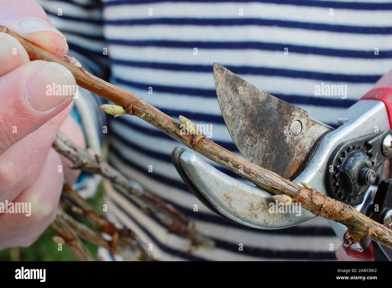 Propagazione Ribes nigrum. Prendendo talee di legno duro con secateurs da cespuglio dormente di frutta di ribes nero in inverno. REGNO UNITO Foto Stock