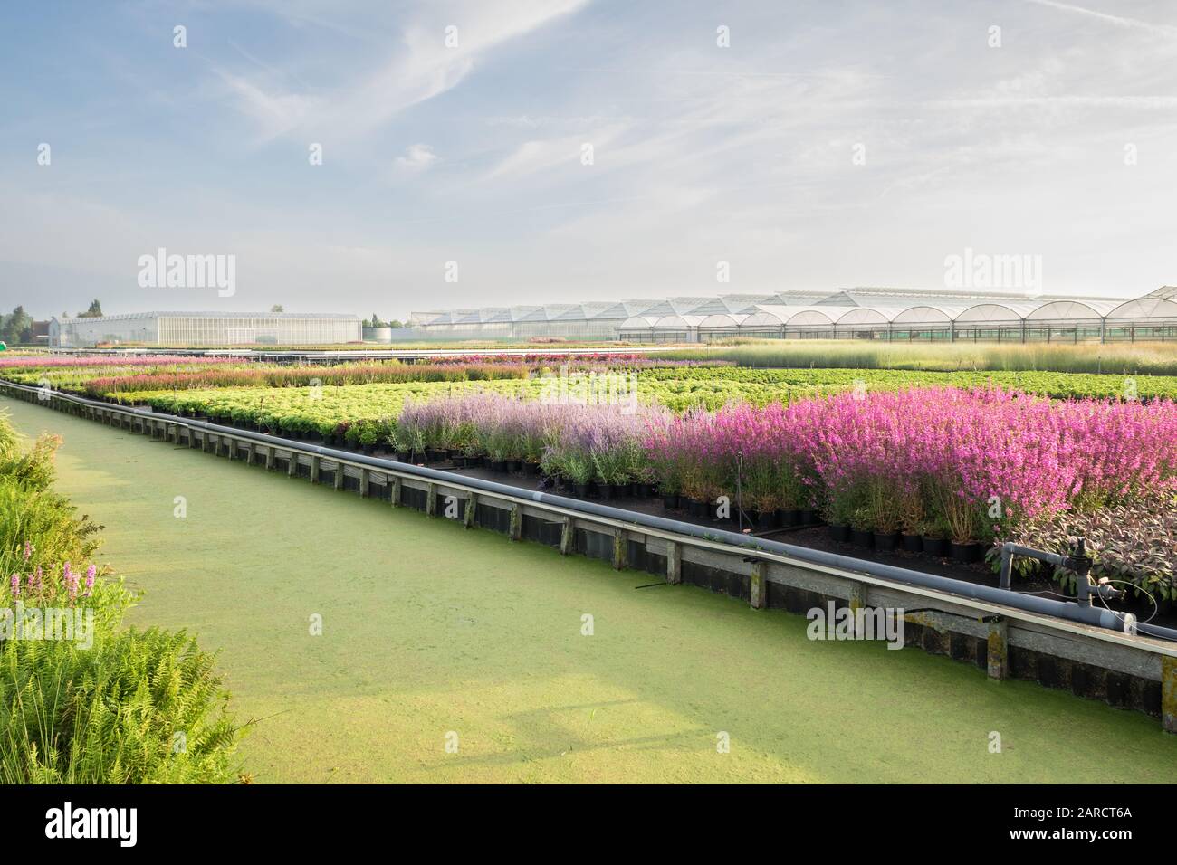 Vivaio di fiori e piante a Boskoop, Paesi Bassi Foto Stock