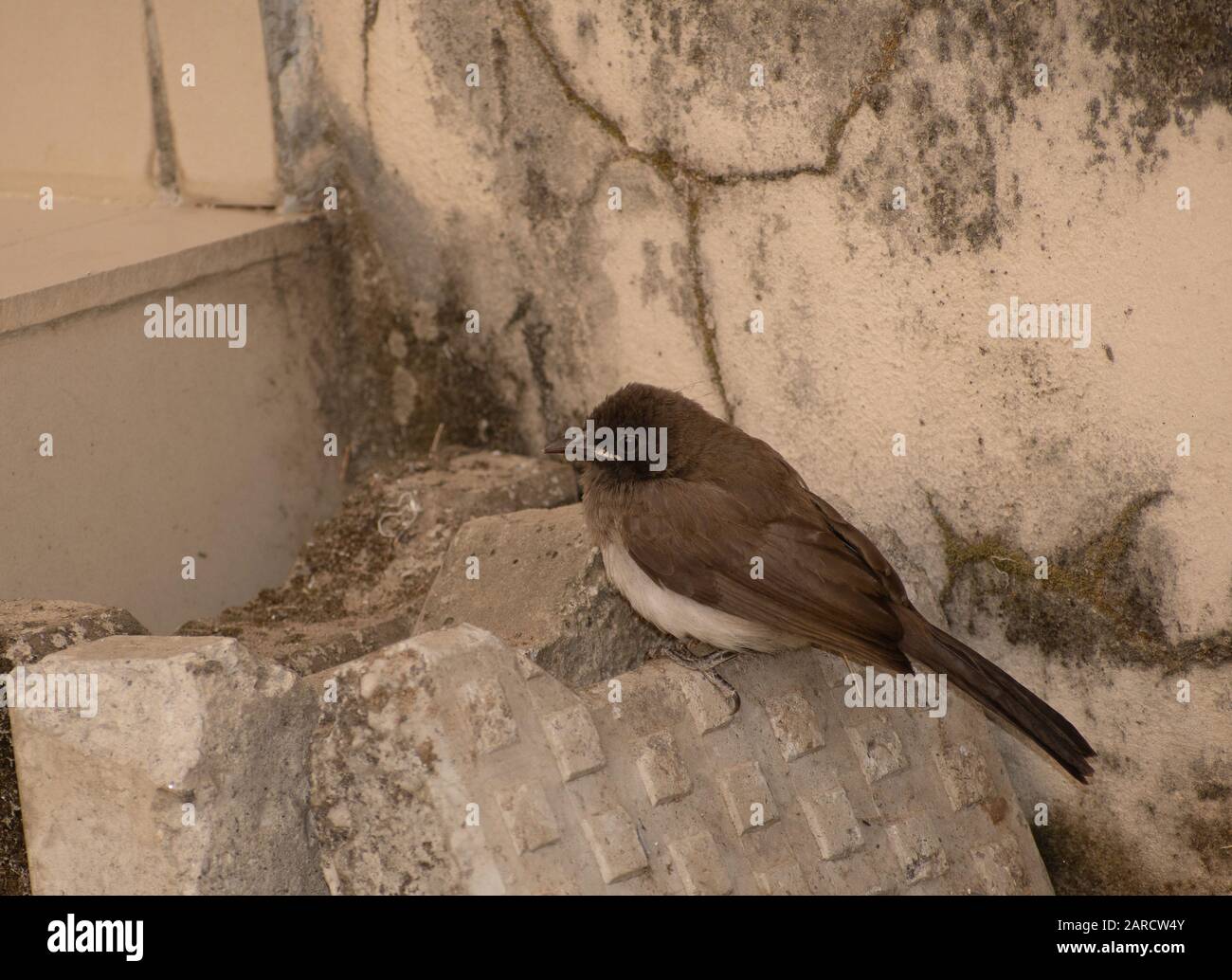Uccello marrone sensazione di freddo mattina presto Foto Stock