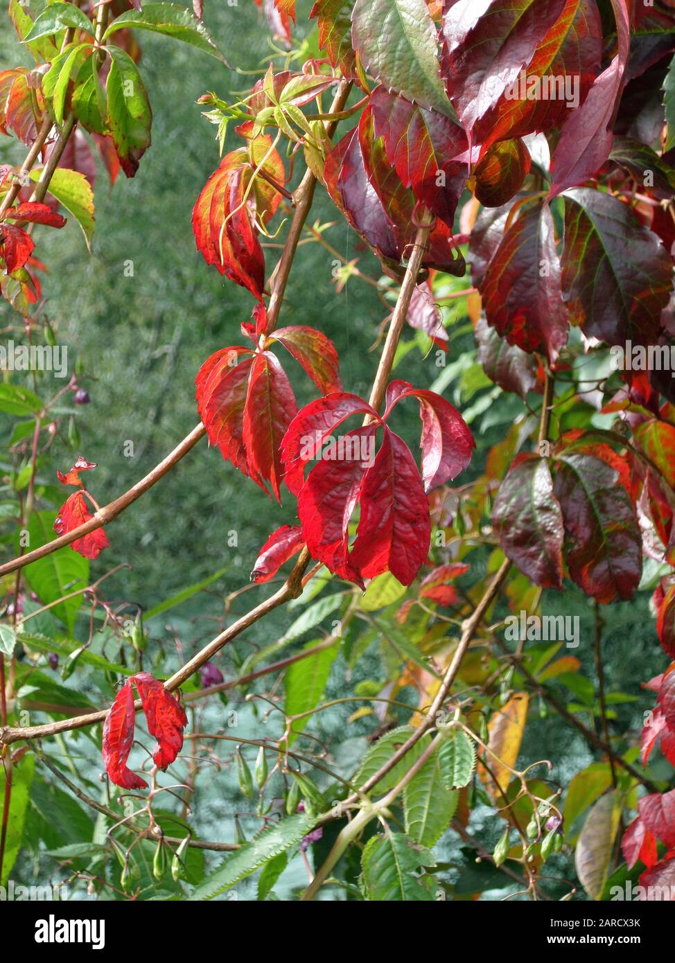 Foglie d'autunno di colore rosso in Austria europa circondata da verde natura Foto Stock