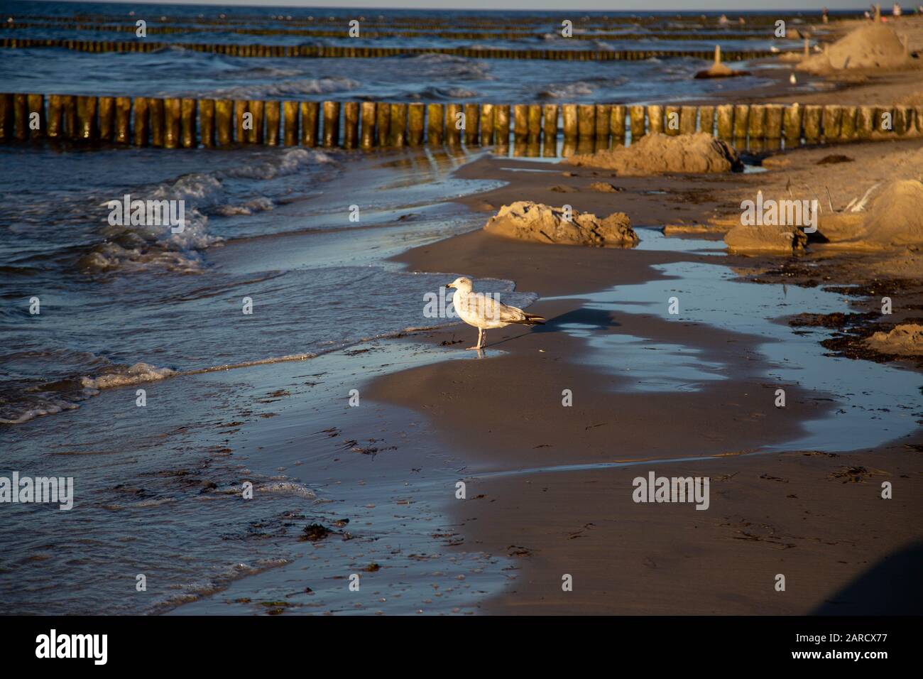 un teschio è seduto sulla spiaggia al tramonto Foto Stock