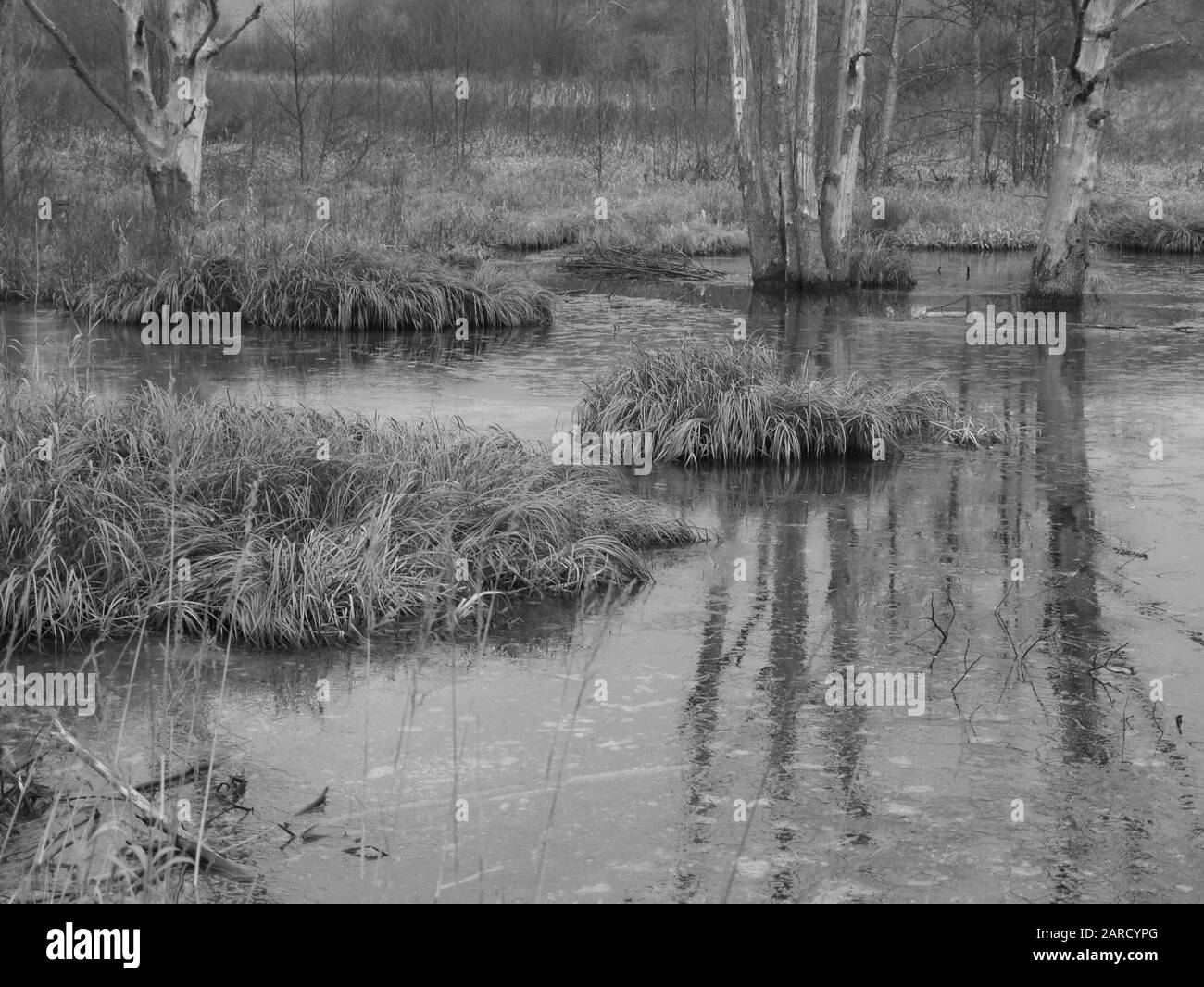paesaggio di palude, area per molti animali e piante Foto Stock